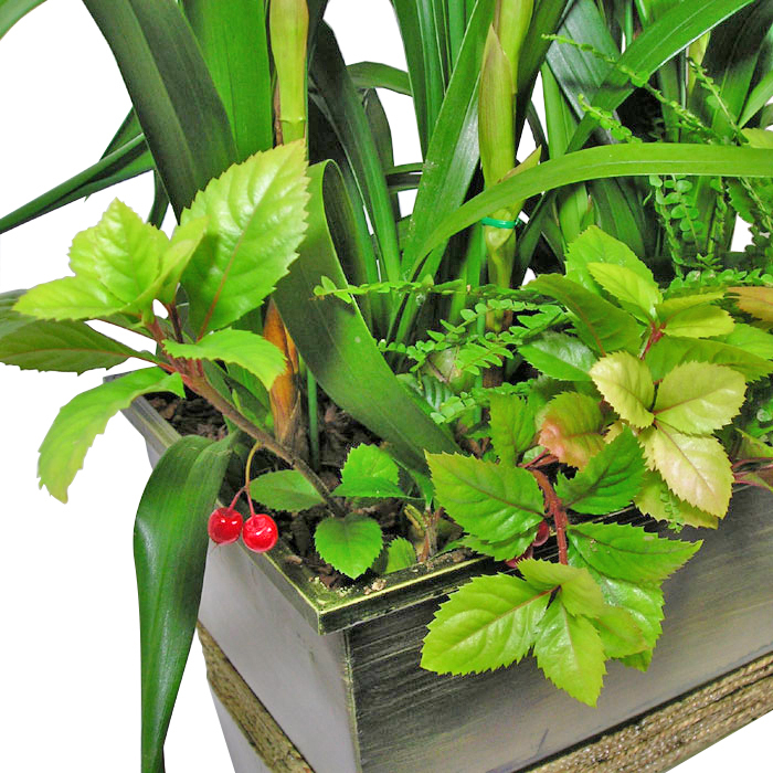 심비디움(레드)