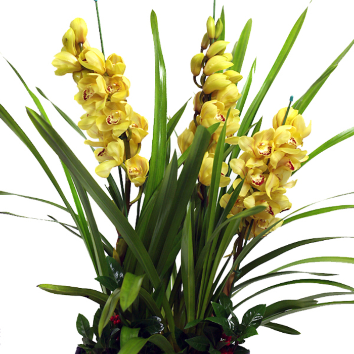 심비디움(옐로우)