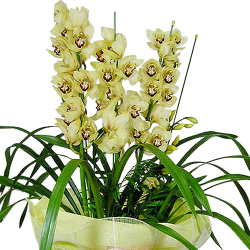 심비디움(겨울용)