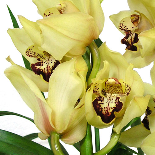 심비디움(겨울용)