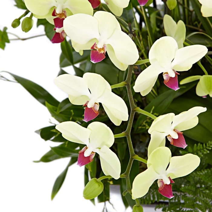 호접란(옐로우) 7호