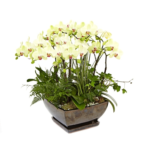 호접란(옐로우) 7호